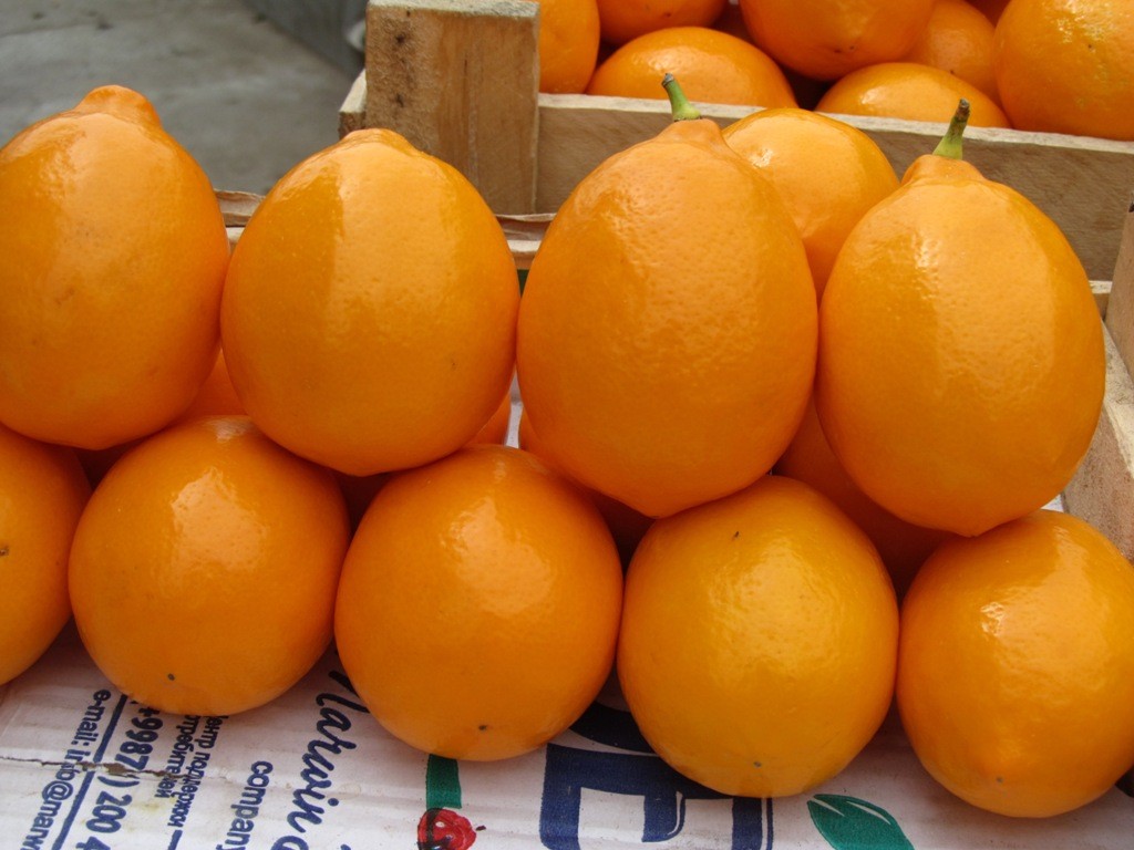 В Узбекистане вывели морозостойкие лимоны