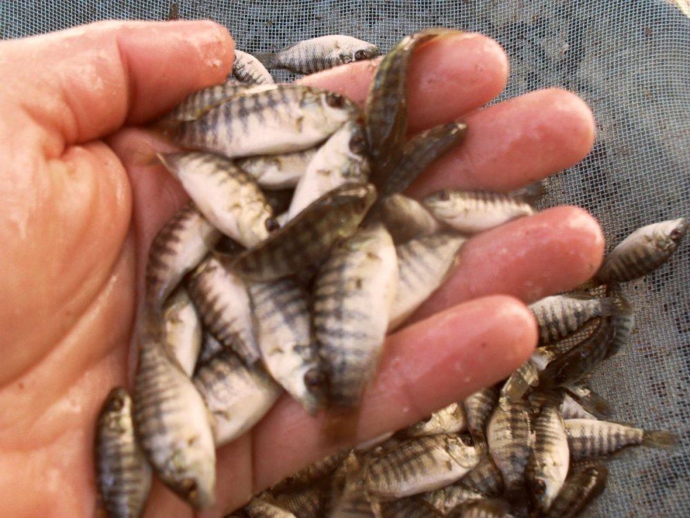 Современное рыбопроизводство поддержит экономику Приаралья