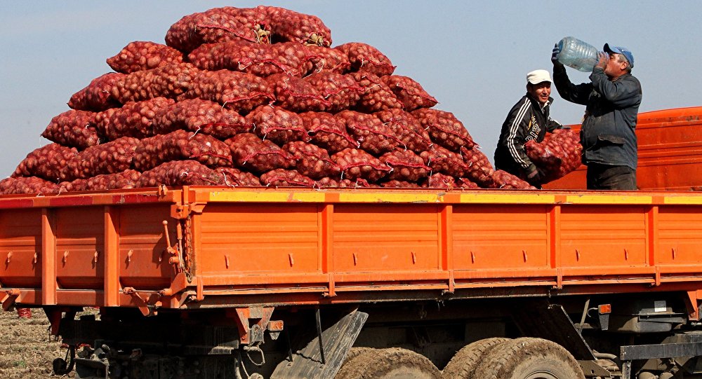 В Узбекистан начал поступать  упоровский семенной картофель
