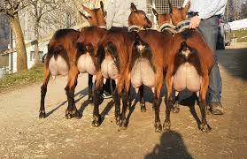Каждому хозяйству Алтынкулького района раздадут по две породистой козы