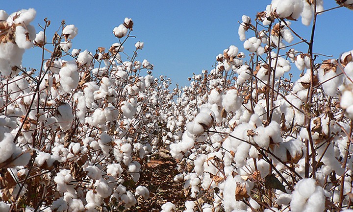 Узбекский хлопок типа «Better Cotton»? Задачка для фермеров…