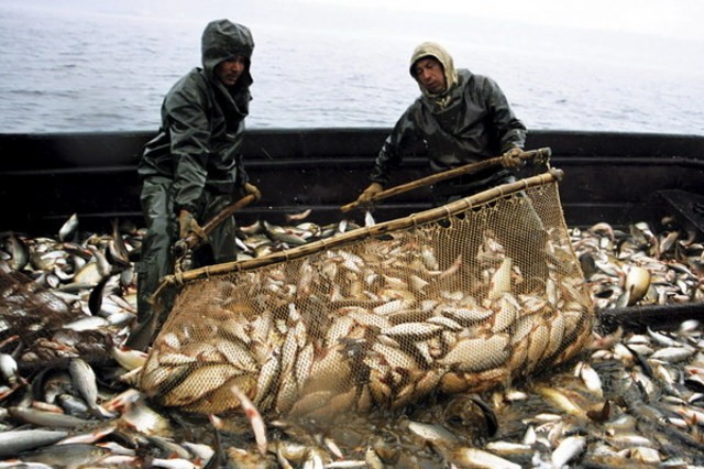 Навоийская область развивает рыбоводство