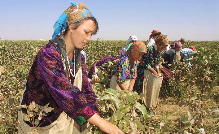 МОТ подтверждает: в Узбекистане покончили с детским и принудительным трудом на хлопковых полях