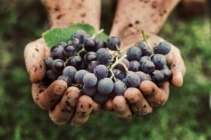Виноградные вина становятся сельхозпродукцией