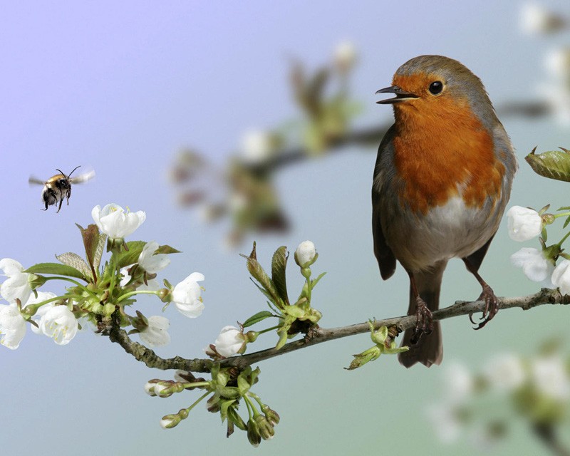 В Ботаническом саду отметят Международный День птиц