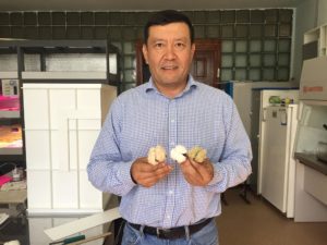 Узбекский ученый вырастил хлопок в холодной России