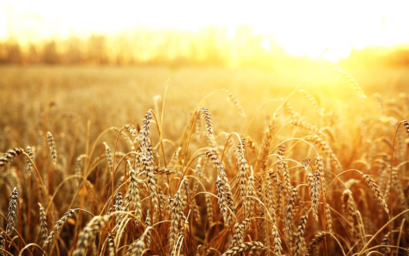 Цифра дня: сколько Узбекистан отправил пшеницы в Афганистан