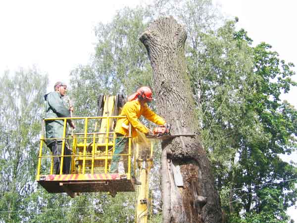 Чиланзарская администрация назвала причины вырубки деревьев
