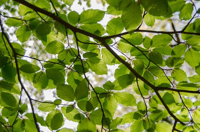 Фотоманипуляция и полуправда: деревья в Фергане