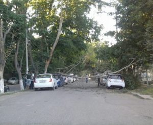 В Ташкенте старое дерево упало на два автомобиля Spark