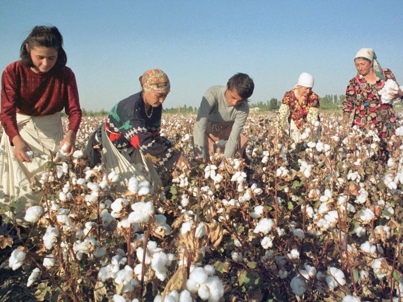 Минтруд США: ситуация с детским трудом в Узбекистане становится лучше