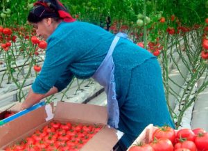 Российская овощная компания откроет производство в Узбекистане более чем за $500 млн