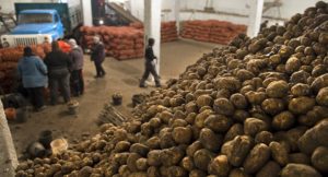 Первые 66 тонн киргизского картофеля пересекли узбекистанскую границу