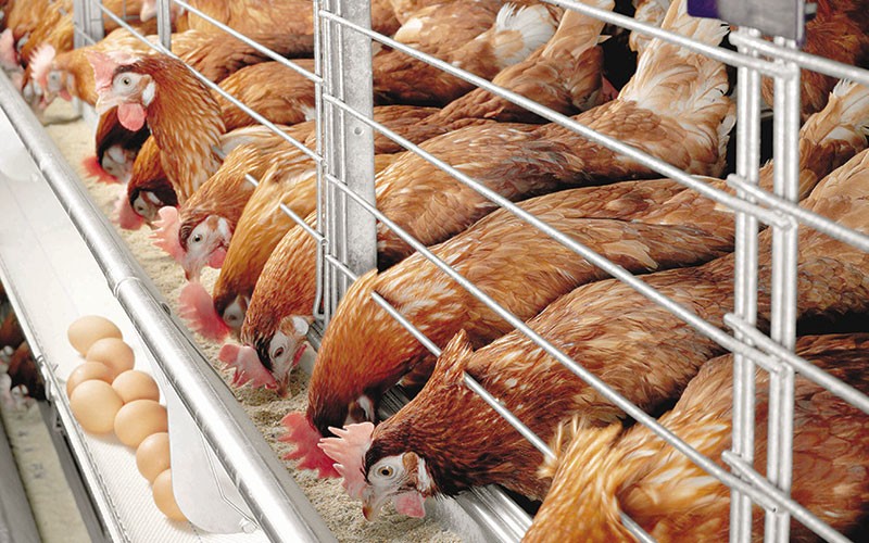 В Ташобласти появится лабораторный центр для помощи птицеводческим хозяйствам