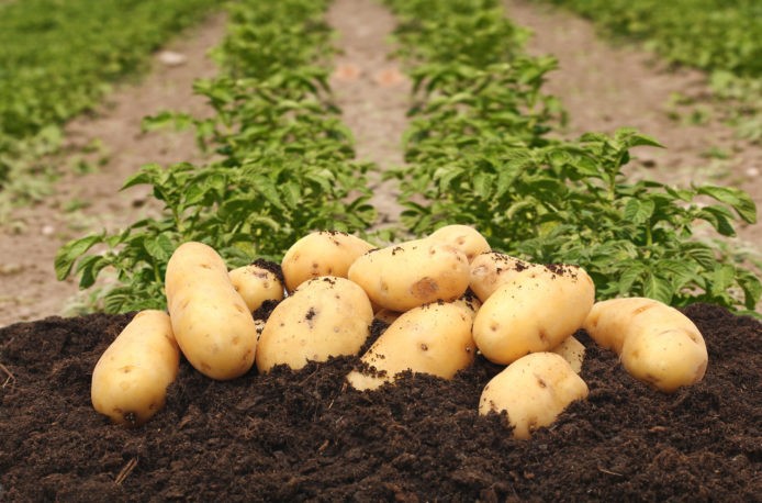 В Джизакской области голландцы создадут картофельный кластер