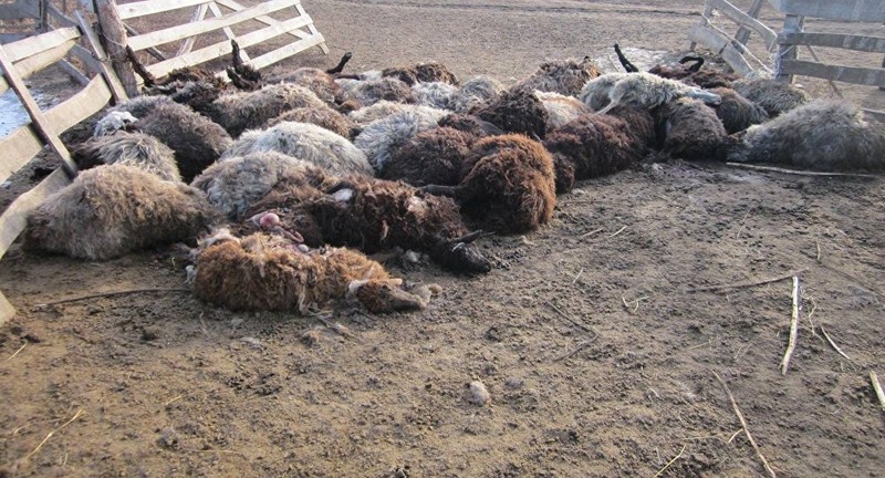 Неизвестный хищник в Хорезме за неделю задрал 20 овец