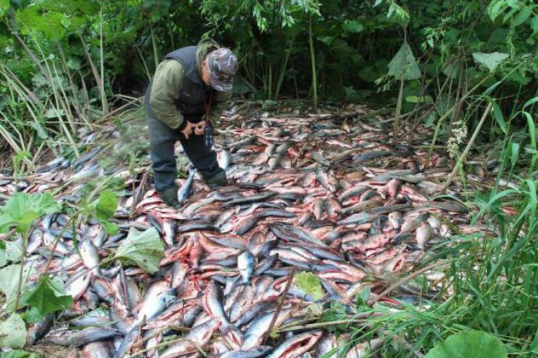 Рыболовы бьют тревогу из-за незаконных способов ловли рыб