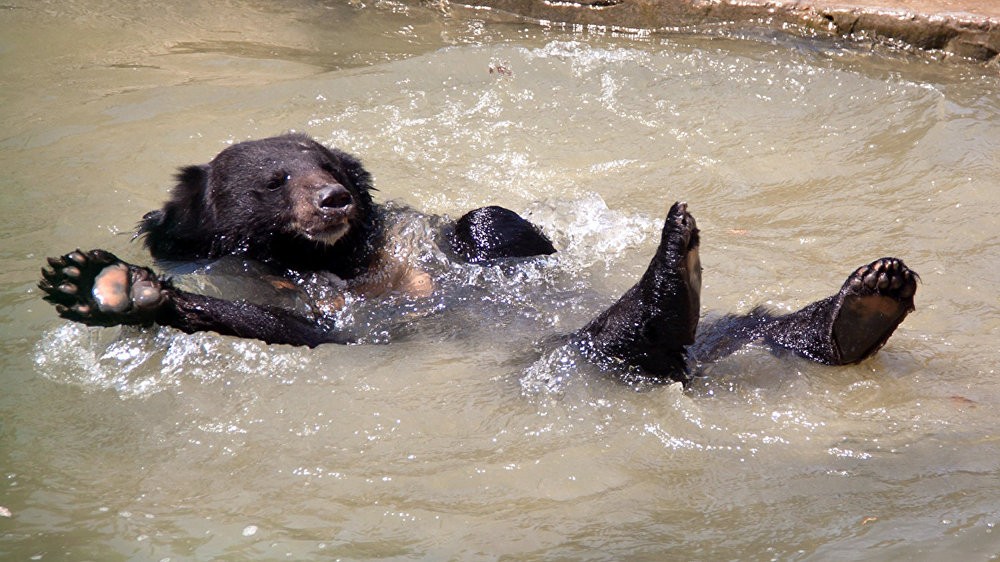 100 видов диких и водоплавающих животных завезены в новый зоопарк Андижана
