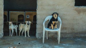 Как живет первый приют для бездомных животных в Узбекистане? (видео)
