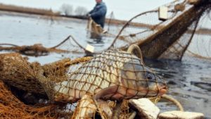 Генпрокуратура выявила браконьеров