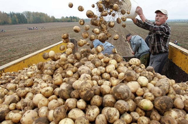 Польша обеспечит Узбекистан беспаразитным семенным картофелем