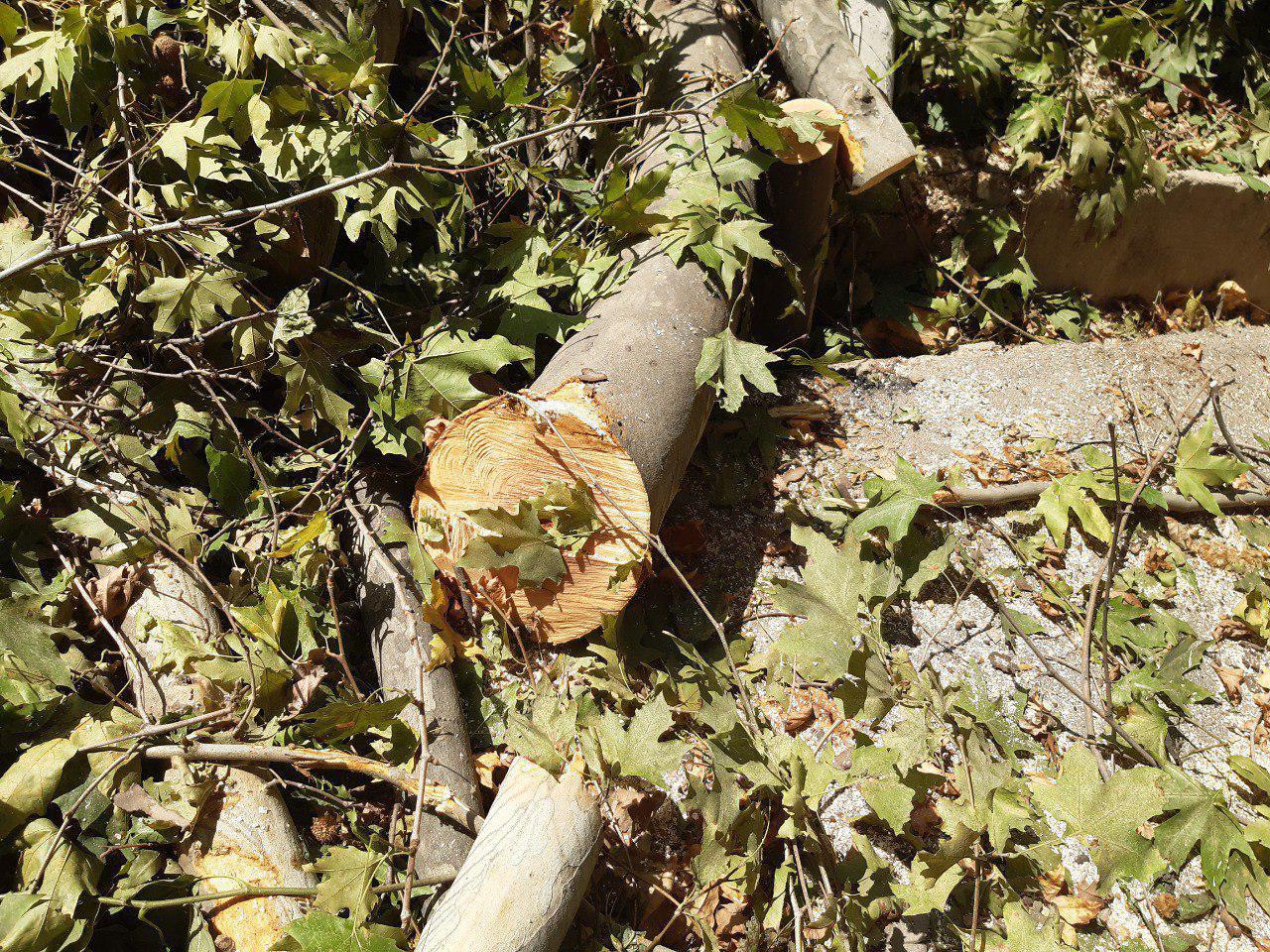 Экопартия призывает ускорить введение моратория на вырубку деревьев. Прямо сейчас в Ташкенте рубят деревья в 4 местах