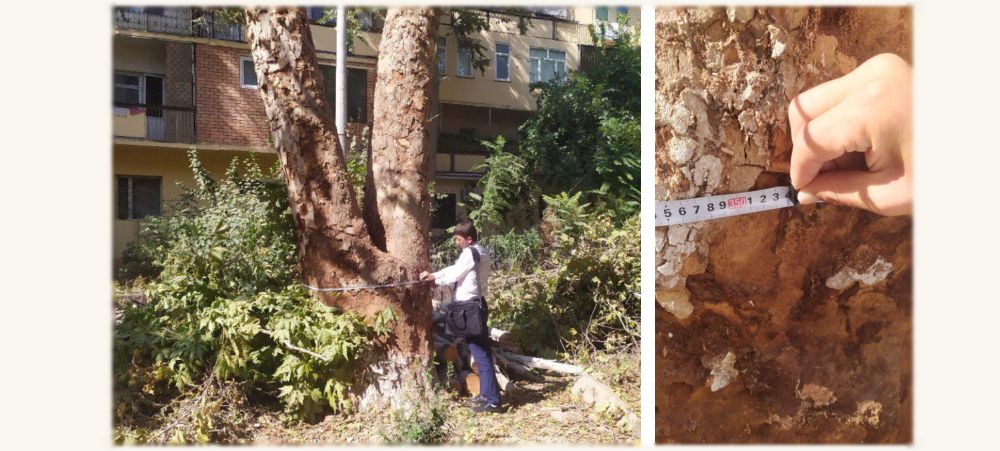 Рубщики деревьев на Дархане выплатят 86