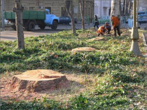 Рекламщики подали жалобы на рубщиков деревьев