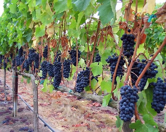 Хокимы смогут переводить малоурожайные виноградники и сады в пахотные земли