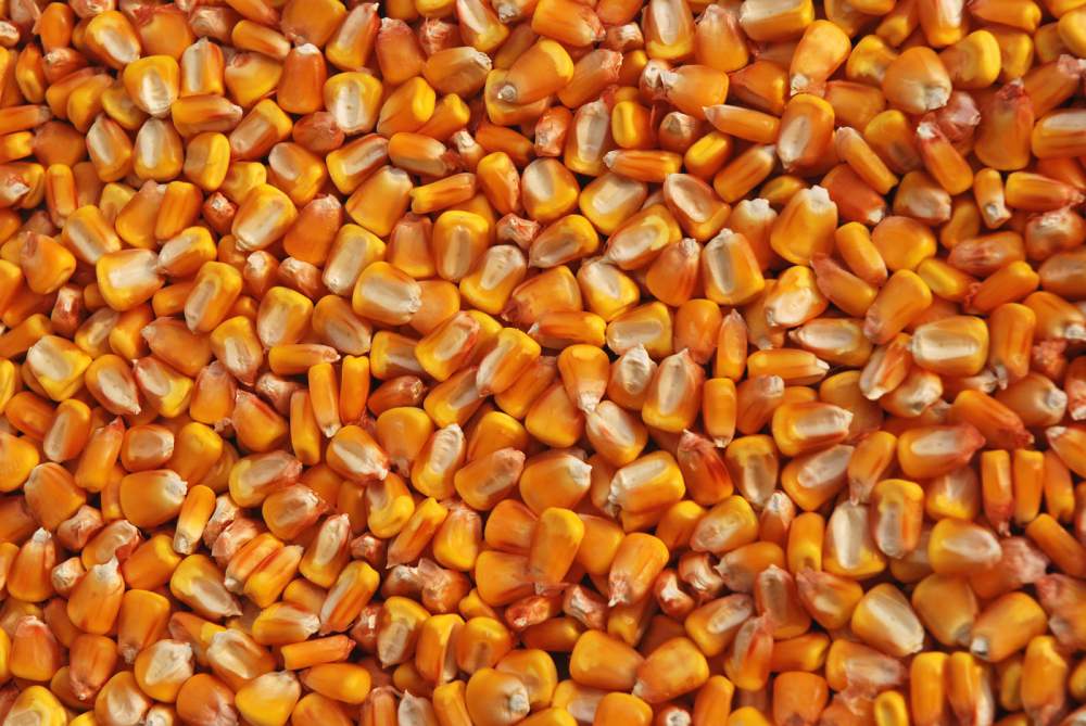 Из Узбекистана запрещено вывозить семена кукурузы
