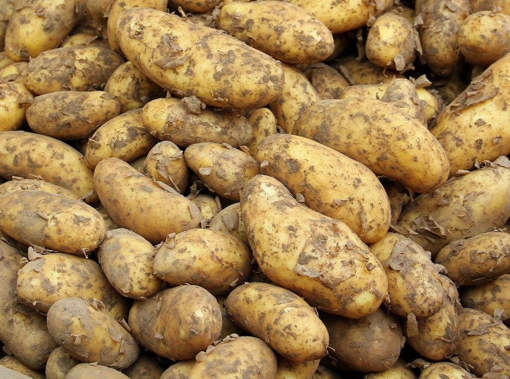 Риштонда бозорда картошка йўқлиги ҳақида ёлғон хабар тарқатган фуқаро 15 суткага қамалди