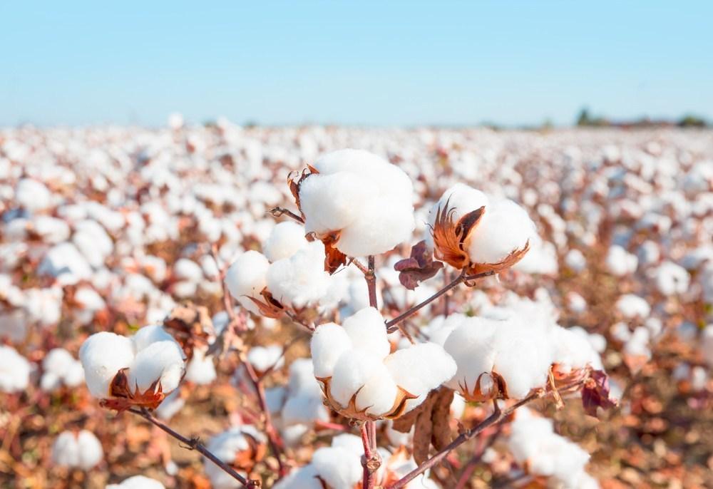 Cotton Campaign ва American Apparel Ўзбекистоннинг пахта бойкотини бекор қилиш ҳақидаги сўровига изоҳ берди