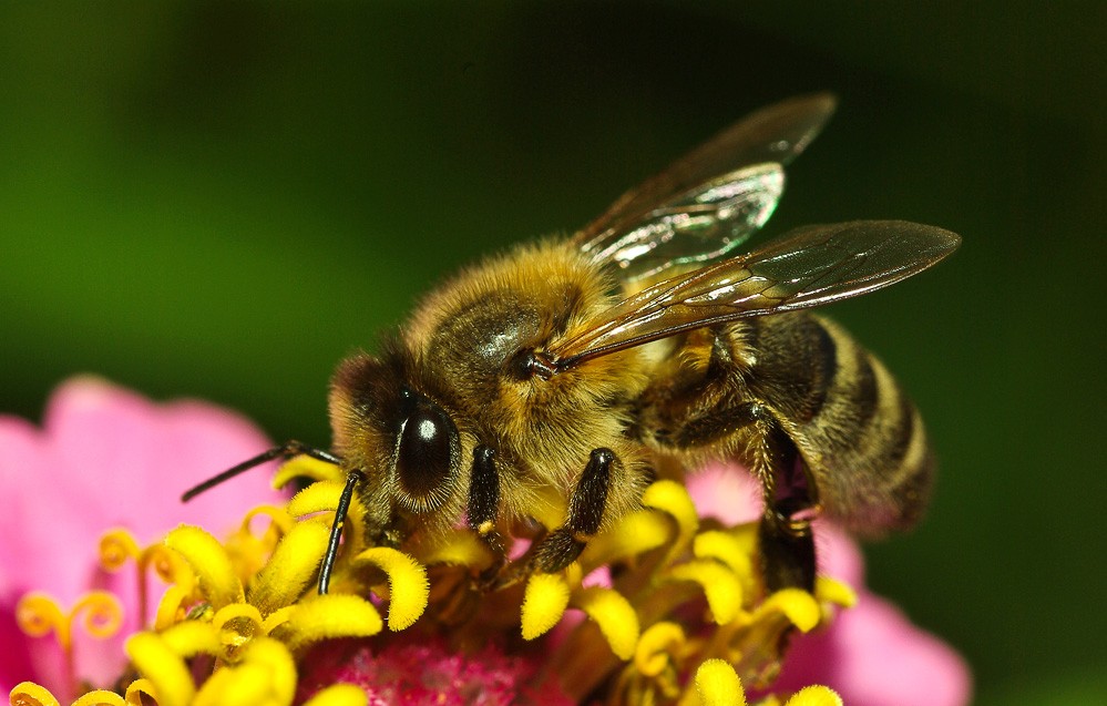 Правильные пчелы и правильные пчеловоды