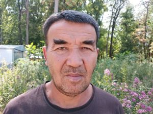 Почему чинары не подходят для придорожного озеленения и каким оно будет в Ташкенте будущего - «Древесное лобби»