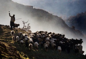 В Узбекистан пытались нелегально перегнать стадо