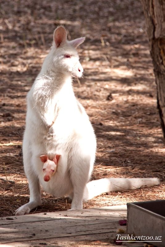 В столичном зоопарке родился белый кенгуру