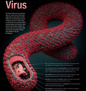 Вирус Эбола: ответы на важные вопросы