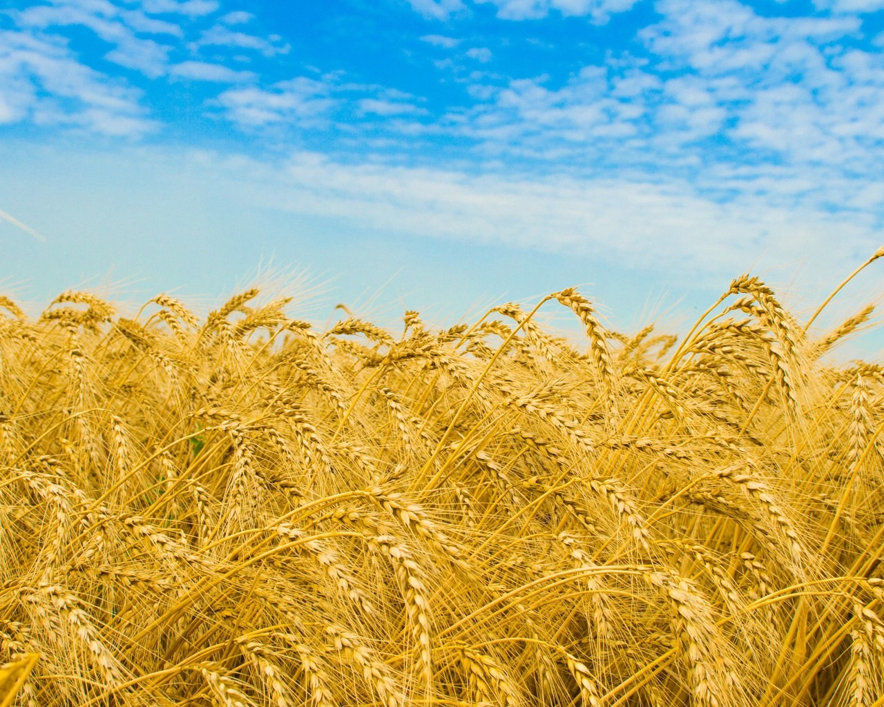 Узбекистан в 2014 году закупил более миллиона тонн зерна у Казахстана