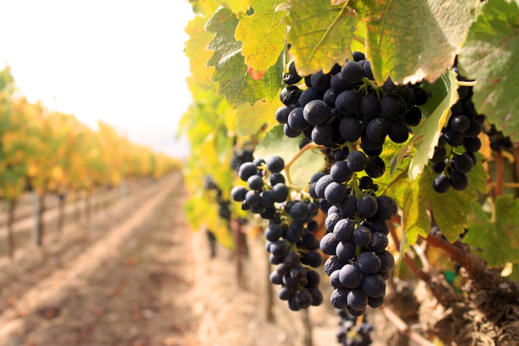 В Самаркандcкой области реконструируют 730 гектаров виноградников
