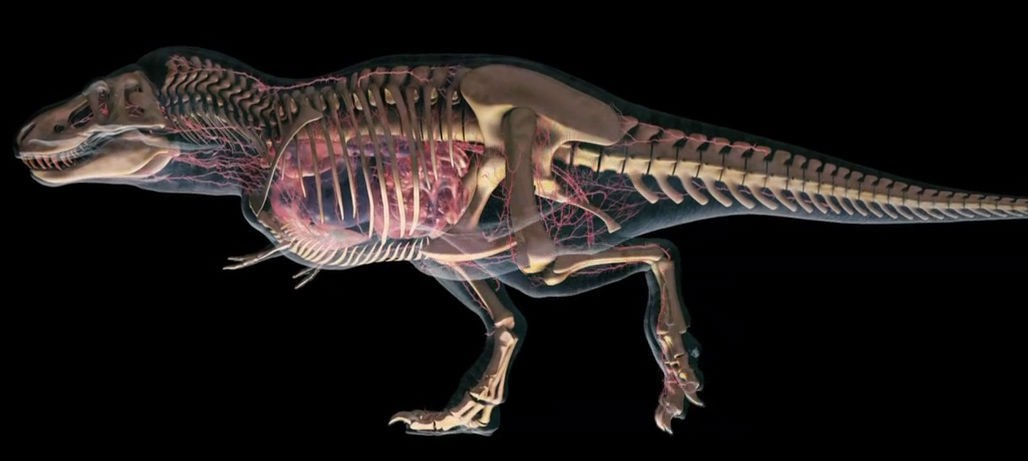 Под домом учителя нашли кости динозавра