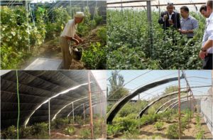 Инновации в агрикультуре: Энергоэффективные теплицы в Узбекистане