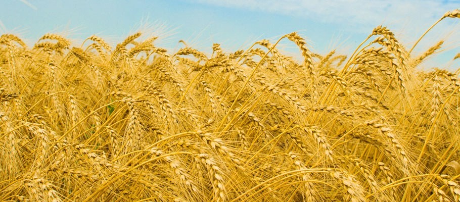 Узбекистан намолотил в нынешнем сезоне 7 миллионов 300 тысяч тонн зерна