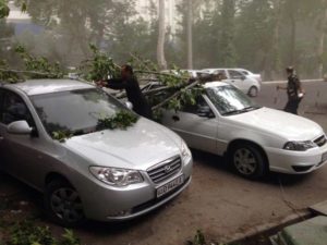 В Ташкенте из-за сильного ветра на автомобили падают деревья (фото)