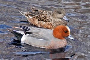 В Узбекистане просчитали водно-болотных птиц