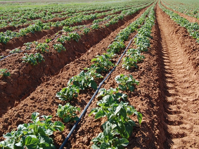 Стартует проект по модернизации сельского хозяйства Узбекистана