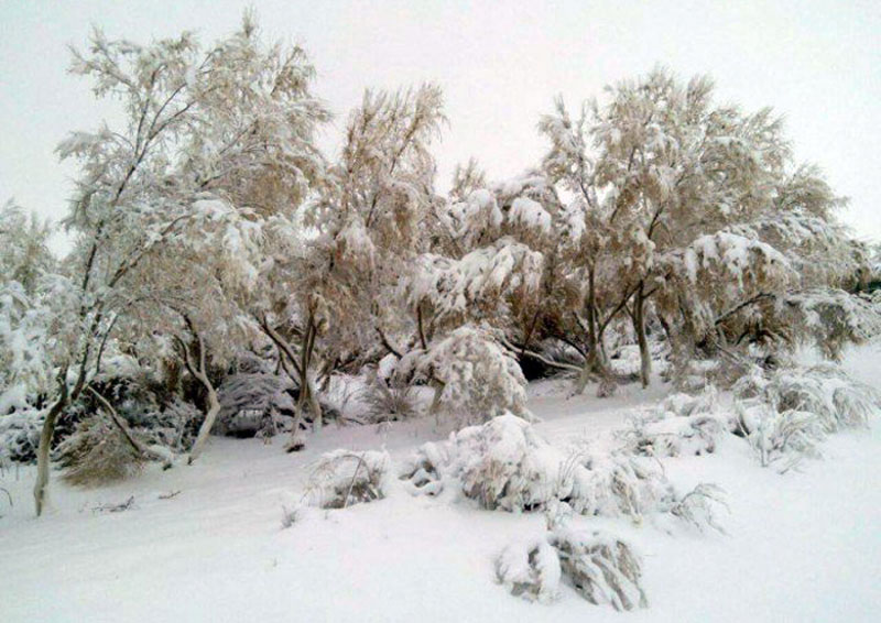 Аномалия: пустыня Кызылкум под снегом