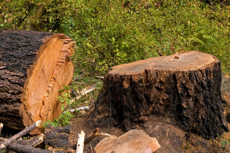 Гражданина осудили на шесть лет за незаконную вырубку деревьев