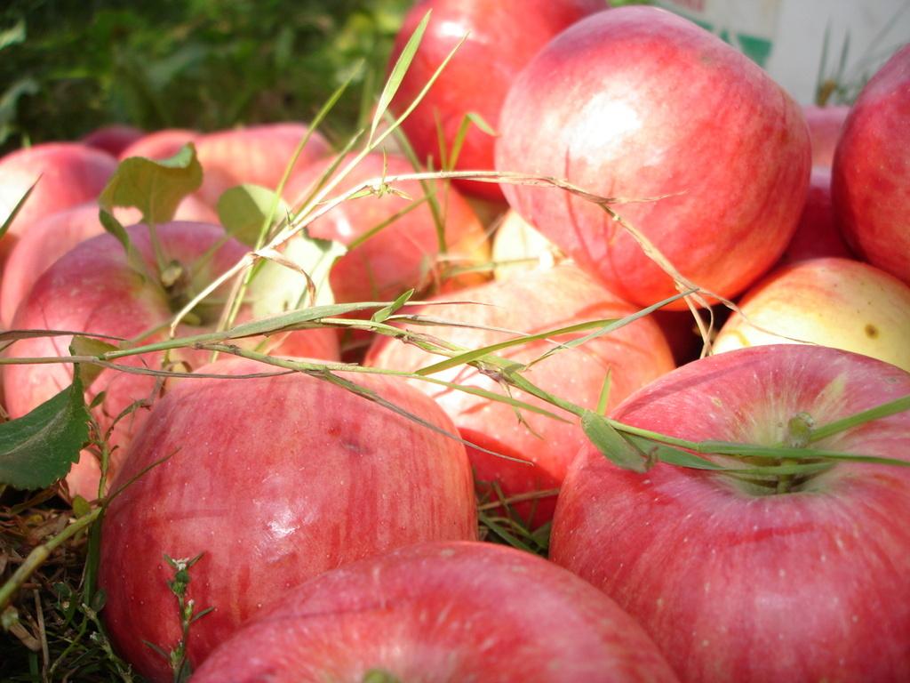 ТПП Узбекистана и ПРООН помогут в два раза увеличить урожайность яблонь