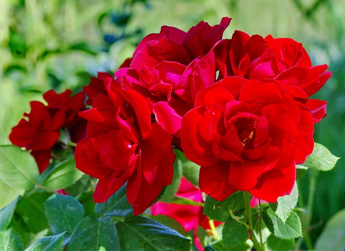 Узбекская диаспора ко Дню Победы подарила Смоленску аллеи роз